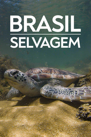 Coastline of Brazil