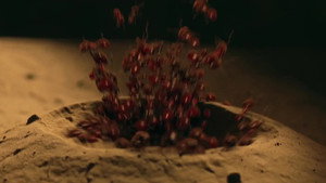 Épisode 11