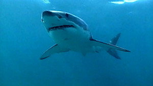 Le grand requin blanc