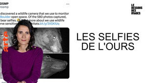 Les selfies de l'ours