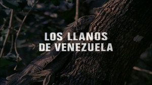 The Plains of Venezuela