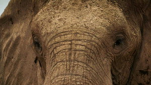 Le voyage de l'éléphant d'Afrique