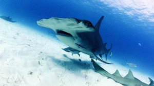 L'autoroute des Requins-Marteaux