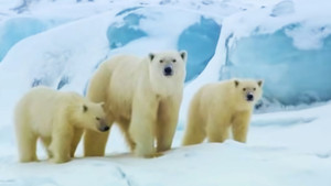Ours polaire : le guerrier arctique