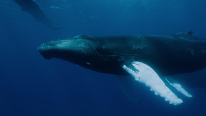 Le Royaume des baleines à bosse
