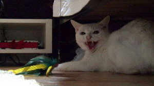 Wildcat!