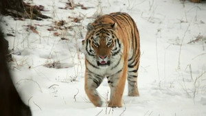 If I Were a Tiger
