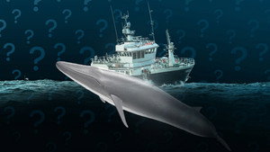 Why Does Iceland Still Hunt Whales?