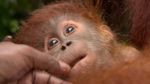Animaux petits et grands