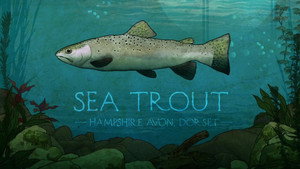 Sea Trout: Hampshire Avon, Dorset