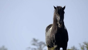 If I Were a Horse