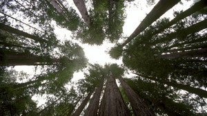 Les saisons en forêt