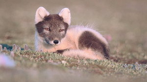 Animaux et panache