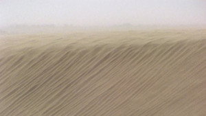 Evil spirits of the desert