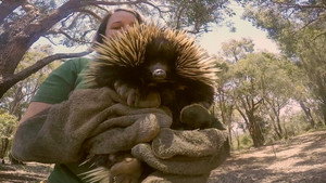 Animaux irrésistibles