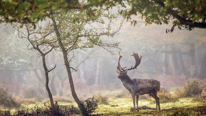 Forêts