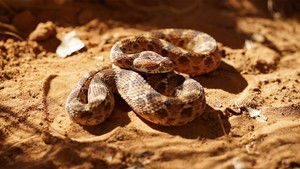 Snakes of the Pacific