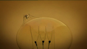 The Mosquito