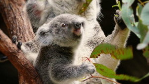 Animaux attachants