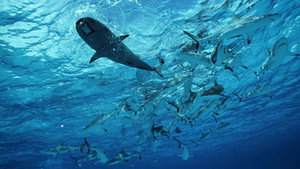 Les requins intelligents