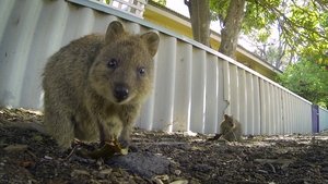 Animaux mignons