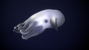 Les fonds marins
