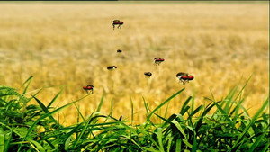 Horsefly