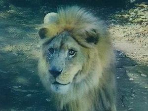 Serengeti Le Lionceau