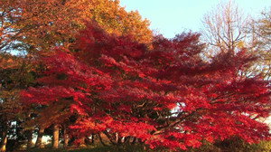 Momiji