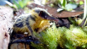 La jungle des lémuriens
