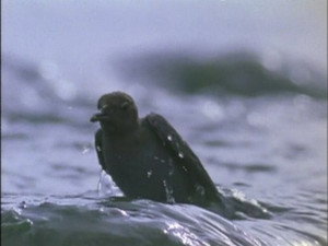 Épisode 5