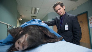 Hog Wild