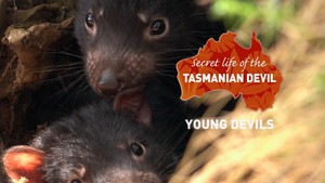 Young Devils