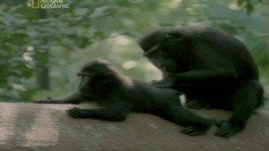 Creatures of Island Kingdoms