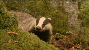 If I Were a Badger