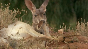 If I Were a Kangaroo