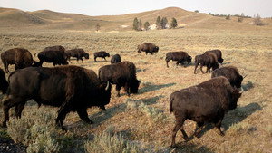 Yellowstone