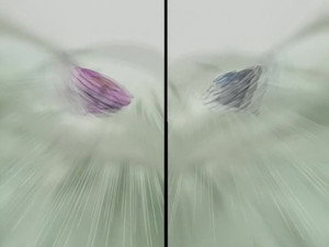 Ami ou ennemi