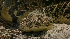 Le monde des serpents