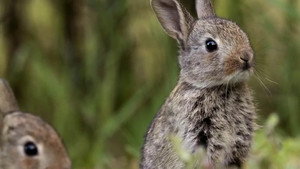 If I Were a Rabbit