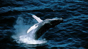 La mer a besoin de nous comme nous avons besoin de la mer