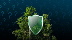 How can forests become more fire-resilient?