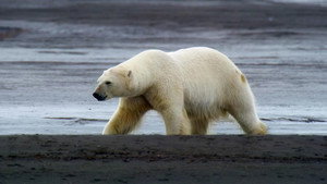 Le royaume de l'Ours polaire