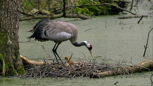 The Spree Forest