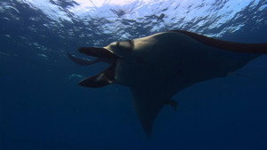 Giants of San Benedicto: Giant Manta Rays