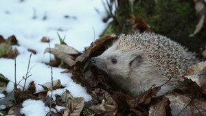If I Were a Hedgehog