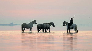 Le voyage du cheval d'Eurasie