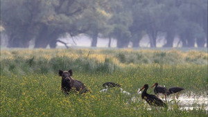 From The Black Forest To The Black Sea