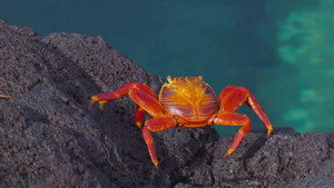 From the Andes to the Galapagos Islands