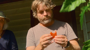 LES TOMATES
